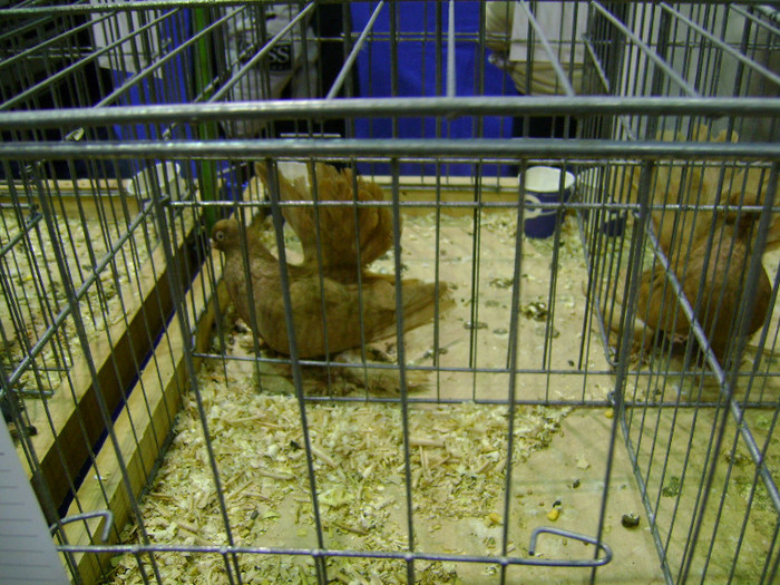 DSC06793 - Expo targ Veliko Tarnovo Bulgaria 19 noiembrie 2011