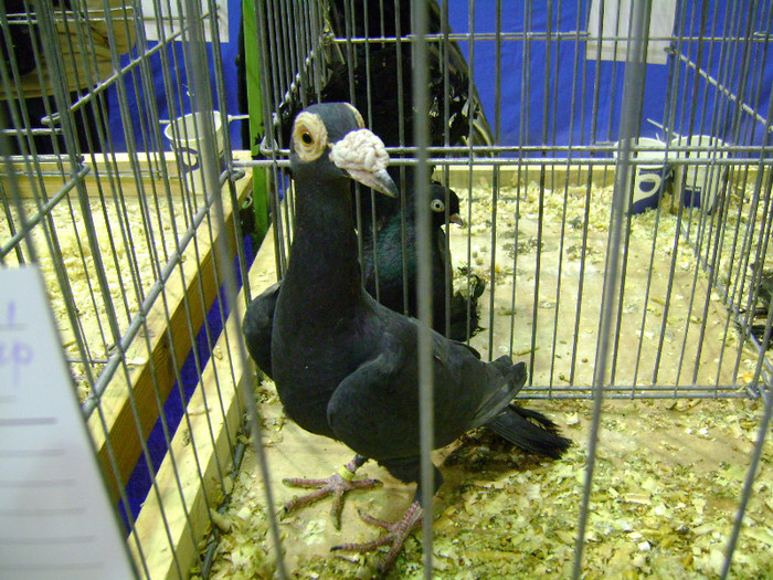 DSC06795 - Expo targ Veliko Tarnovo Bulgaria 19 noiembrie 2011