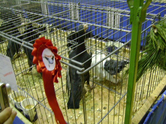 DSC06796 - Expo targ Veliko Tarnovo Bulgaria 19 noiembrie 2011