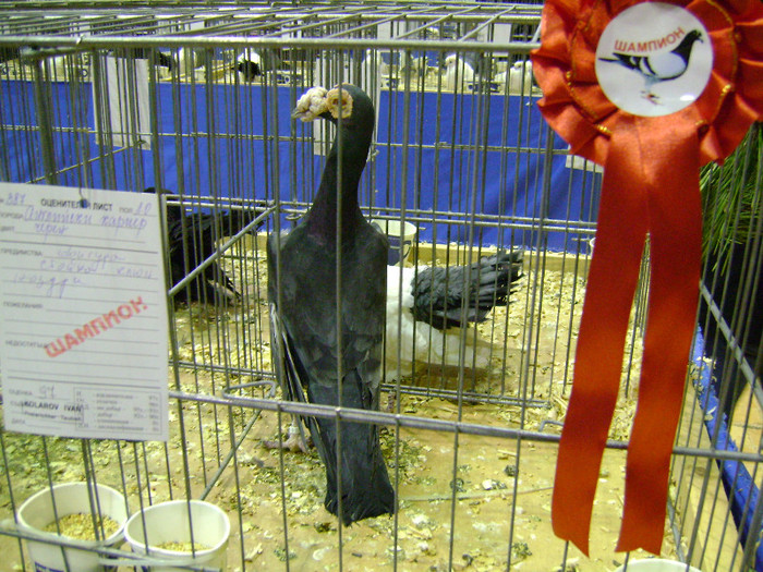 DSC06797 - Expo targ Veliko Tarnovo Bulgaria 19 noiembrie 2011