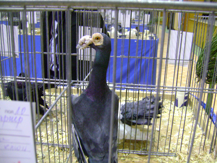 DSC06798 - Expo targ Veliko Tarnovo Bulgaria 19 noiembrie 2011