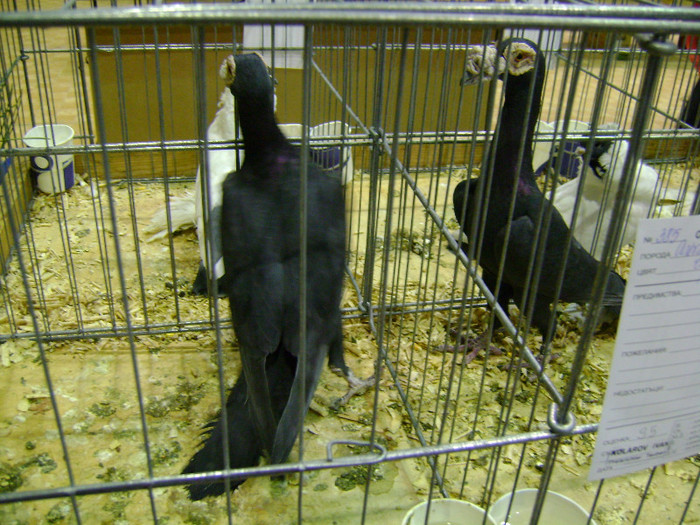 DSC06799 - Expo targ Veliko Tarnovo Bulgaria 19 noiembrie 2011