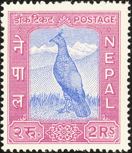 nepal - himalaya-L impeyanus