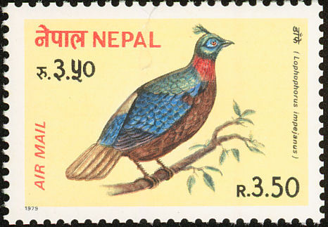 nepal 2 - himalaya-L impeyanus