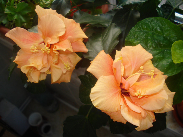 DSC01047 - FLORI 2011