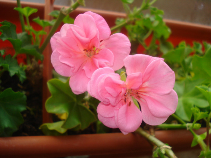 DSC01048 - FLORI 2011