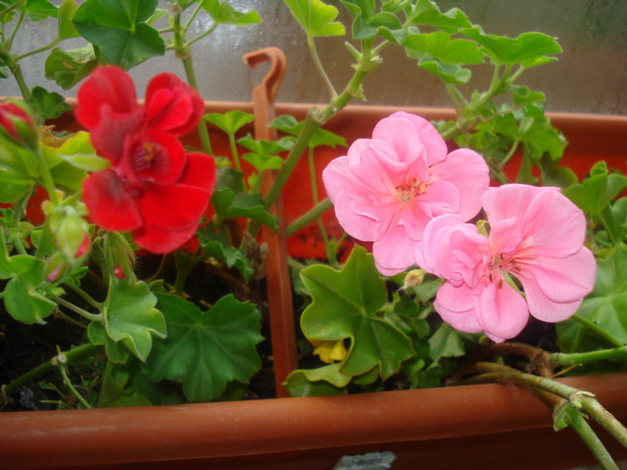 DSC01049 - FLORI 2011