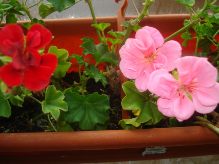 DSC01052 - FLORI 2011