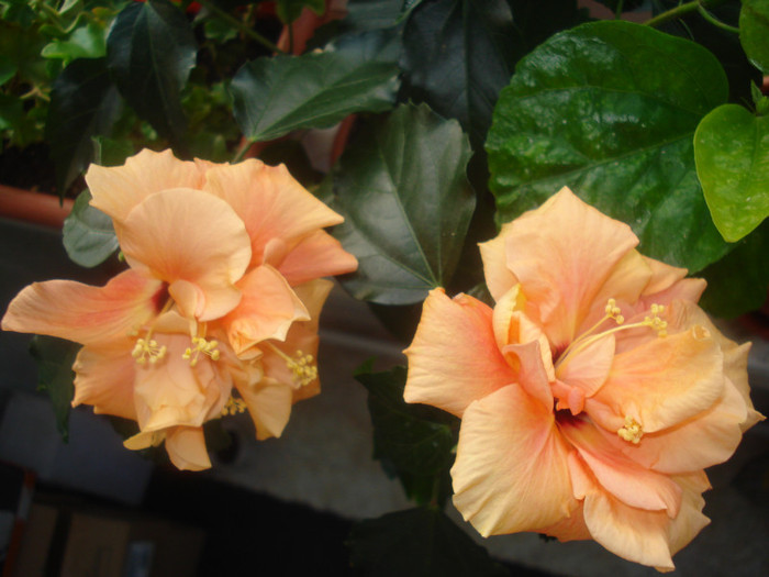 DSC01057 - FLORI 2011