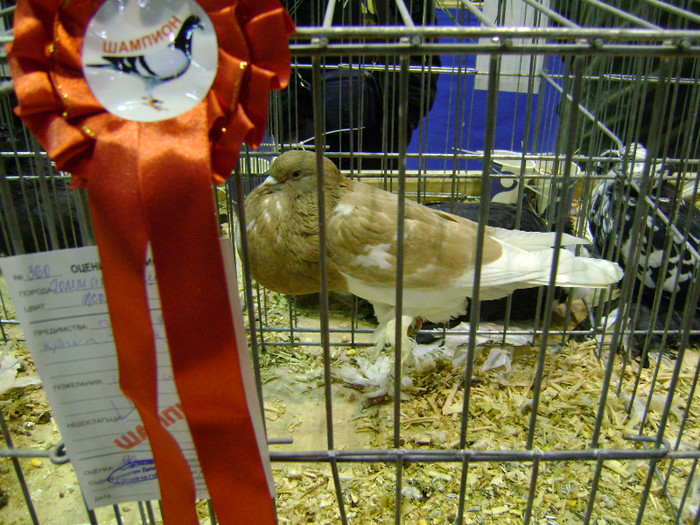 DSC06818 - Expo targ Veliko Tarnovo Bulgaria 19 noiembrie 2011