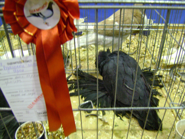DSC06834 - Expo targ Veliko Tarnovo Bulgaria 19 noiembrie 2011