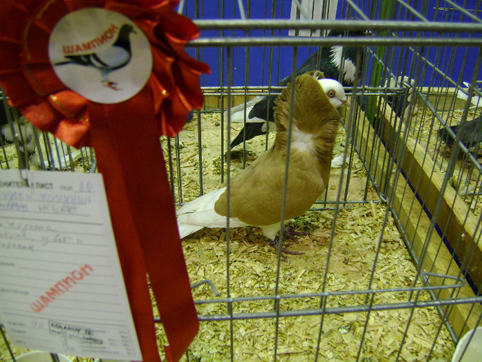 DSC06839 - Expo targ Veliko Tarnovo Bulgaria 19 noiembrie 2011