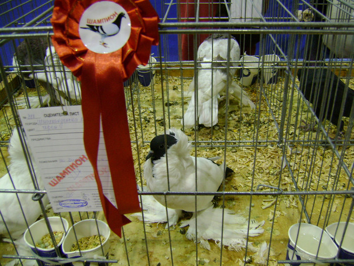 DSC06847 - Expo targ Veliko Tarnovo Bulgaria 19 noiembrie 2011