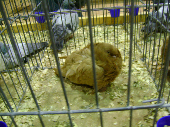 DSC06858 - Expo targ Veliko Tarnovo Bulgaria 19 noiembrie 2011
