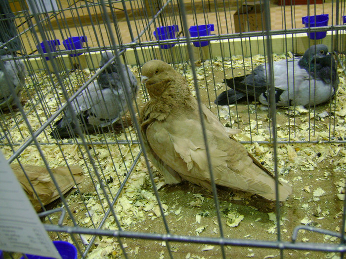 DSC06860 - Expo targ Veliko Tarnovo Bulgaria 19 noiembrie 2011