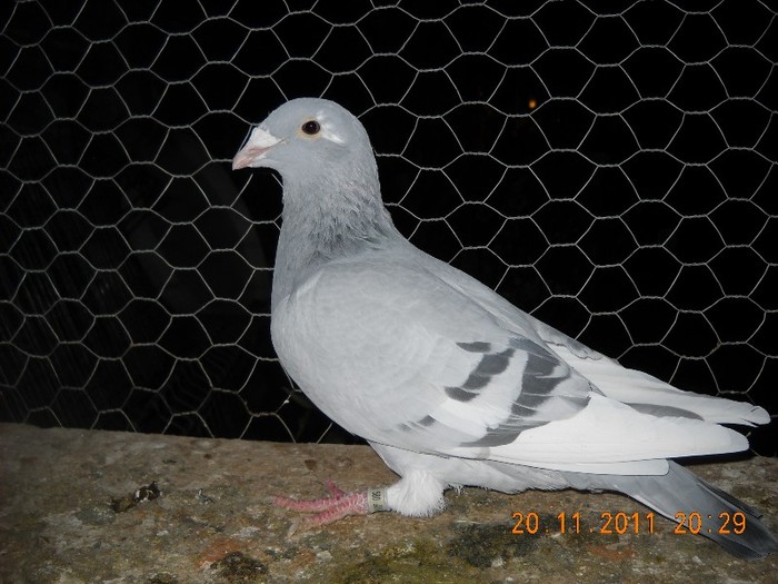 F2010 - 06.11.2011