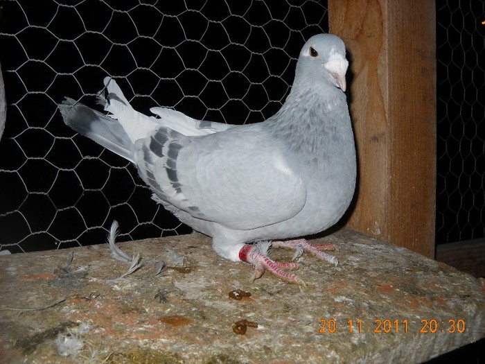F2010 - 06.11.2011