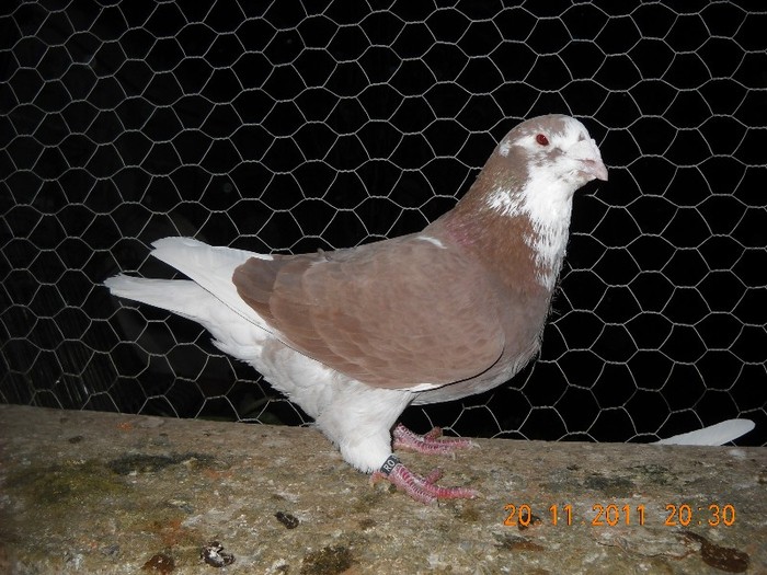 m 2010 - 20.11.2011