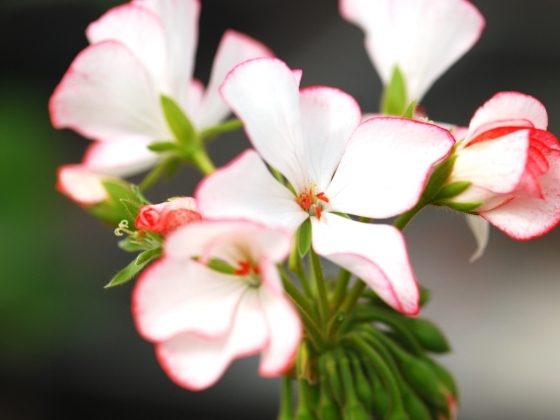 1295267747_carmel_2-560x420; muscata, comanda comuna, flori pe care le doresc, pelargonium
