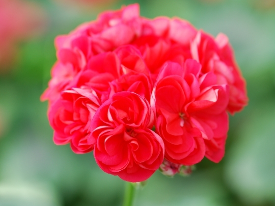 1295267783_dodds_super_double_3-560x420; muscata, comanda comuna, flori pe care le doresc, pelargonium
