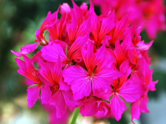 Am gasit _miss_mc_kinsey_; muscata, comanda comuna, flori pe care le doresc, pelargonium
