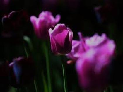 images (86) - poze mov