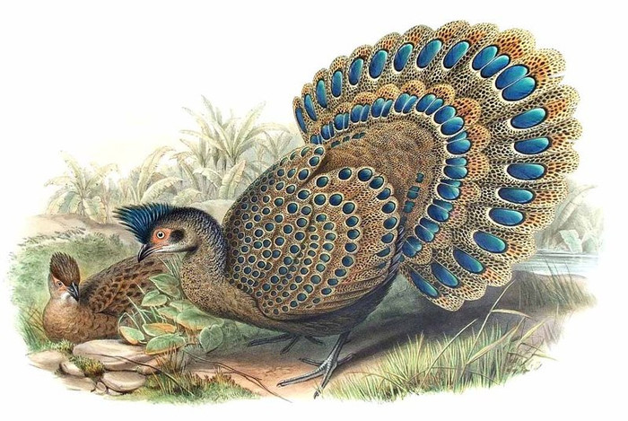 eperonnier.malais.JOHN GOULD