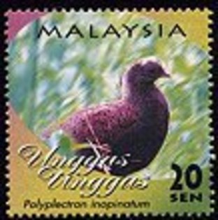 malaysia - mountain-P inopinatum