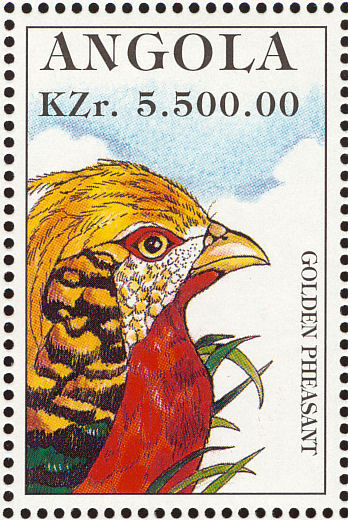 angola - golden-C pictus