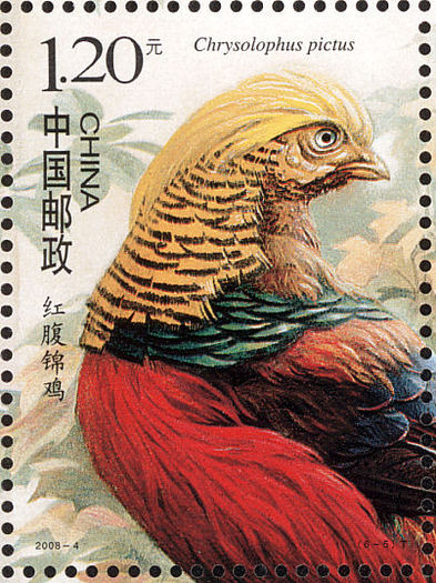 china 1.2 - golden-C pictus