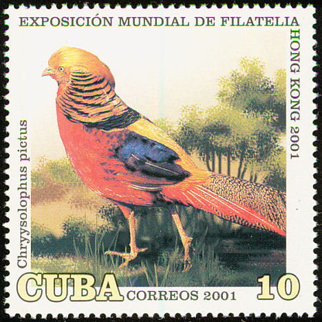 cuba 10 - golden-C pictus