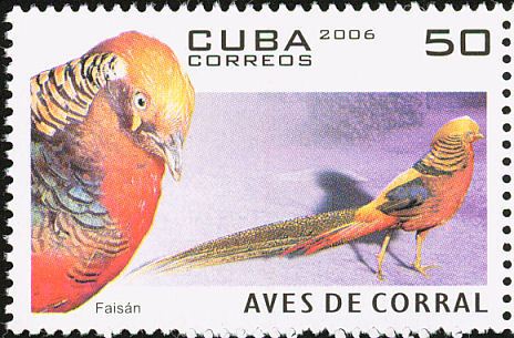 cuba 50 - golden-C pictus