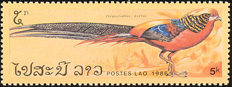 laos - golden-C pictus