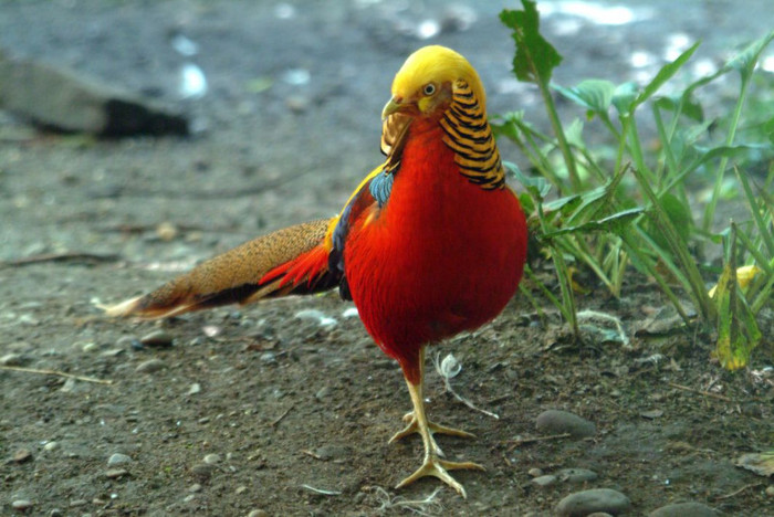 golden_pheasant - golden-C pictus