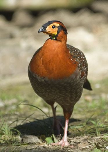 blyths_tragopan