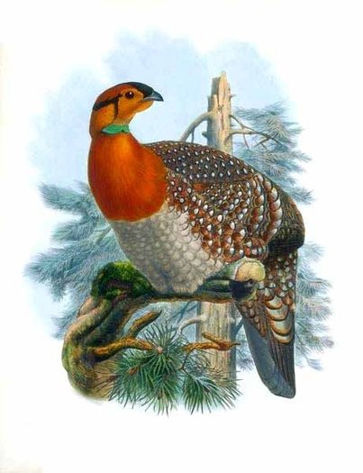 tragopan.de.blyth.D.G.ELLIOT - blyth-T blythi