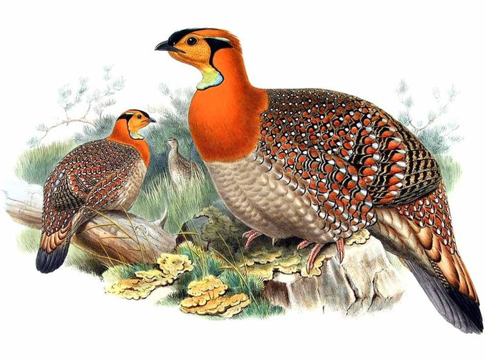 tragopan.de.blyth.J.GOULD - blyth-T blythi