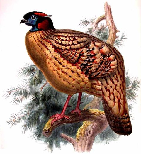 tragopan.de.cabot.D.G.ELLIOT - cabot-T caboti