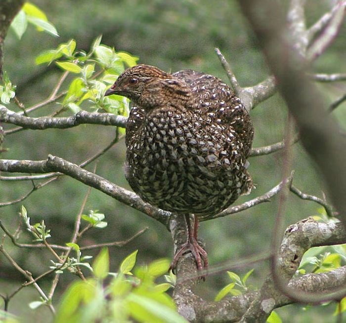 tragopan cabots-female - cabot-T caboti