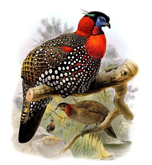 tragopan.de.hastings.D.G.ELLIOT - western-T melanocephalus