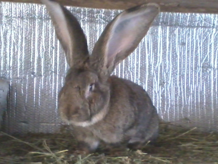 MASCUL 20.03.11n.8,200kg.