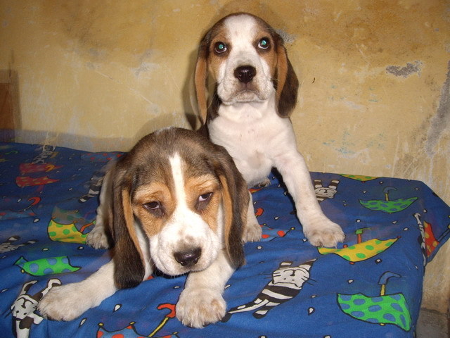 beagle; 2 frati 2 luni
