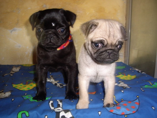 Mops - Alti catei si animale