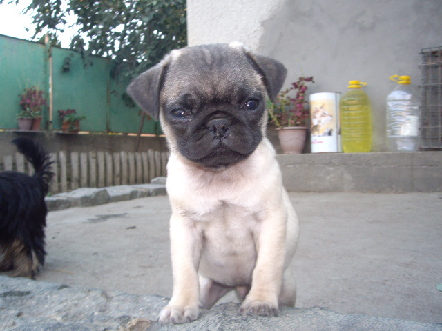 Mops - Alti catei si animale