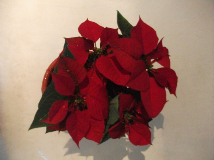 cumpărată azi 21.11.2011 - Flori noiembrie