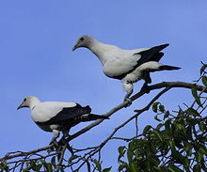 220px-Torresian_imp_pigeon_cairns09 - 4 specii de porumbei si pasari
