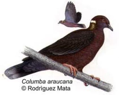 Columba araucana - 4 specii de porumbei si pasari