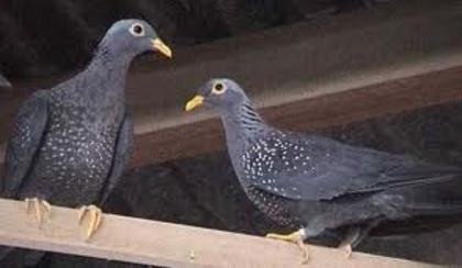 Columba arquatrix