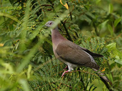 Columba cayennensis