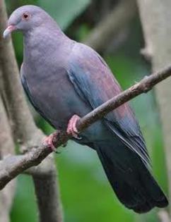 Columba oenops
